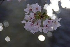 桜５