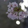 桜５