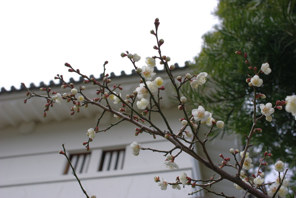 小田原城　梅２