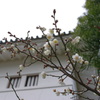 小田原城　梅２