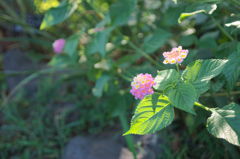 IMGP0625