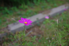 箱根湿生花園コスモス