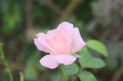 河津バガテル公園