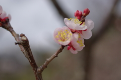 大仁梅林5
