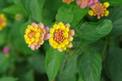 近所にも咲いていましたが、花が気に入りました