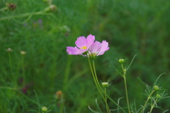 昭和記念公園　コスモス