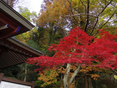 金時公園