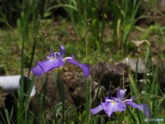 丸山公園