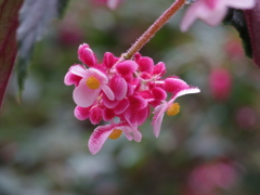 IMGP0217