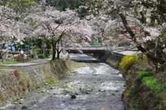 富士川町　桜３