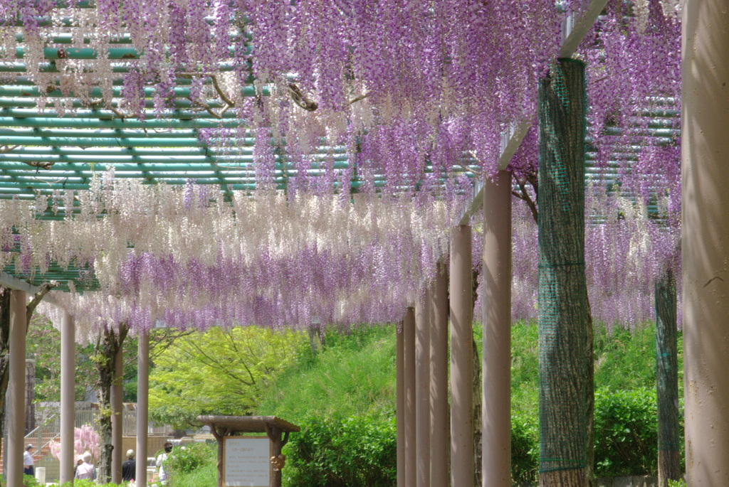 蓮花寺公園　藤