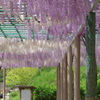 蓮花寺公園　藤