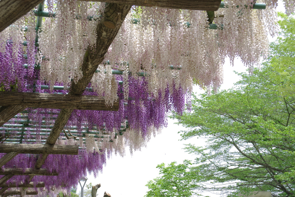 蓮花寺公園　藤３