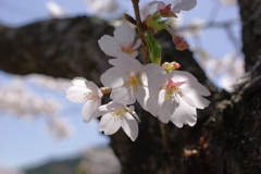 富士川町　桜４