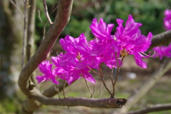 みつばつつじ？