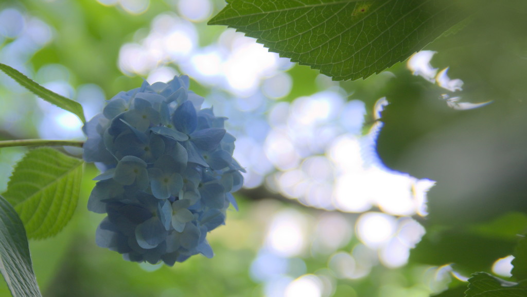 牧の原　紫陽花６