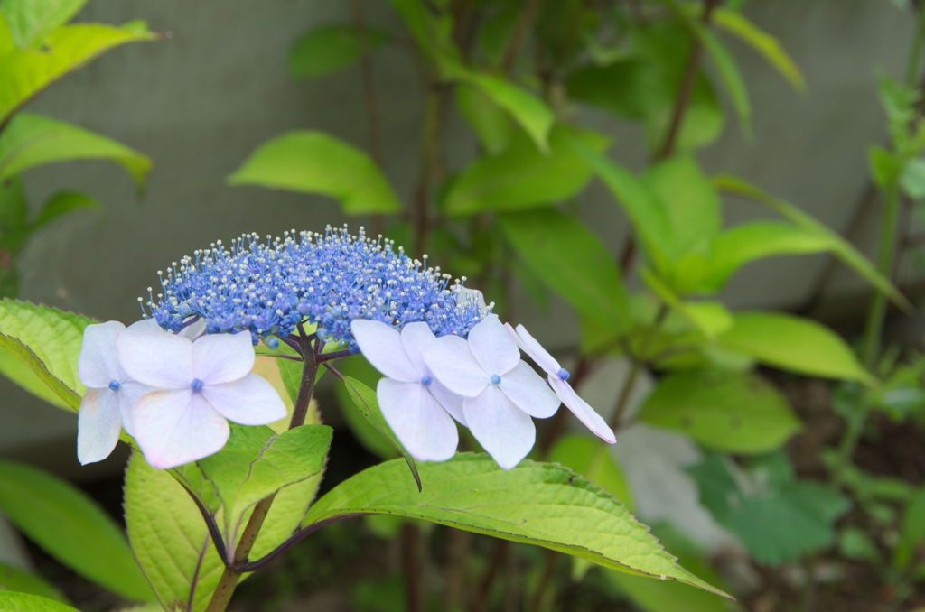 IMGP3728下田公園