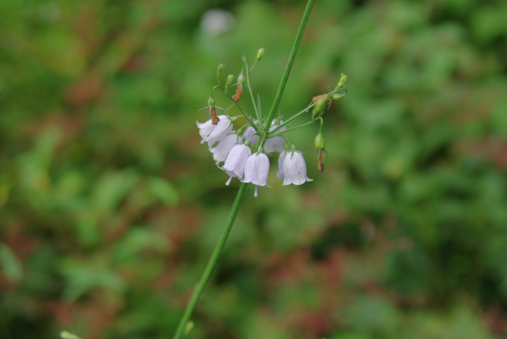 IMGP2559