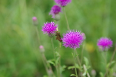 IMGP2560