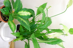 観葉植物