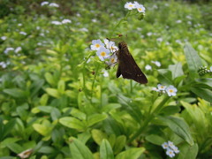 DSCN0061
