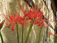DSCN0049