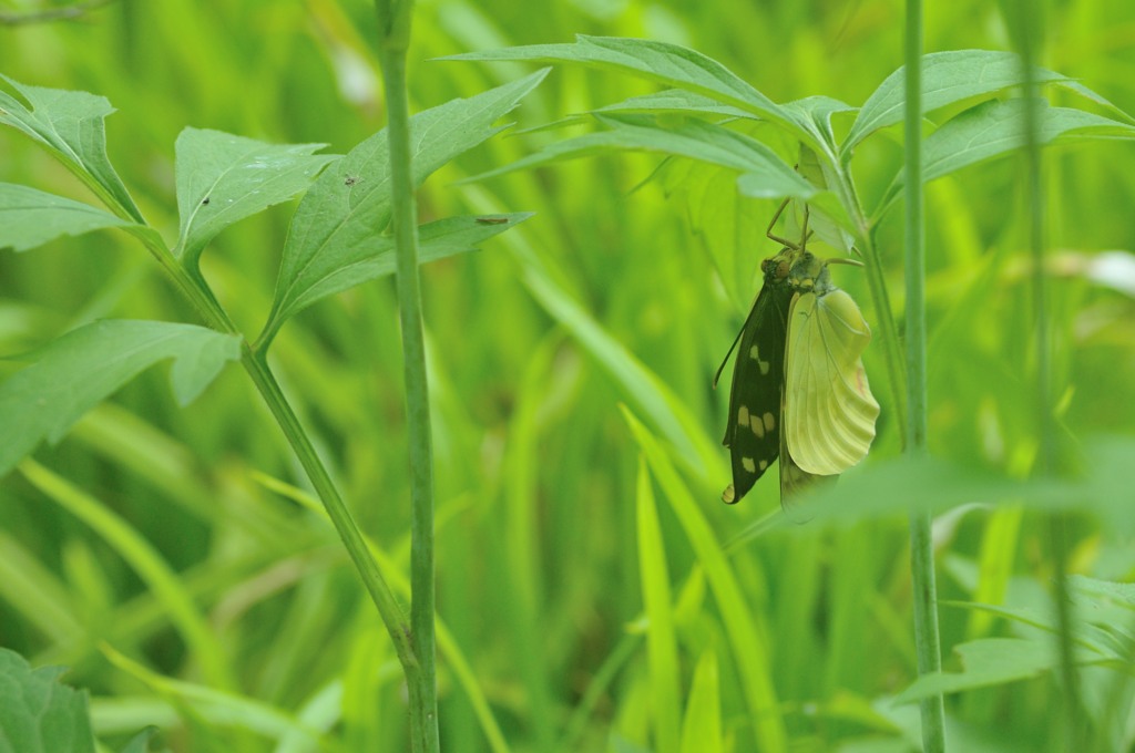 羽化…そして最終章へ