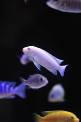 魚図鑑