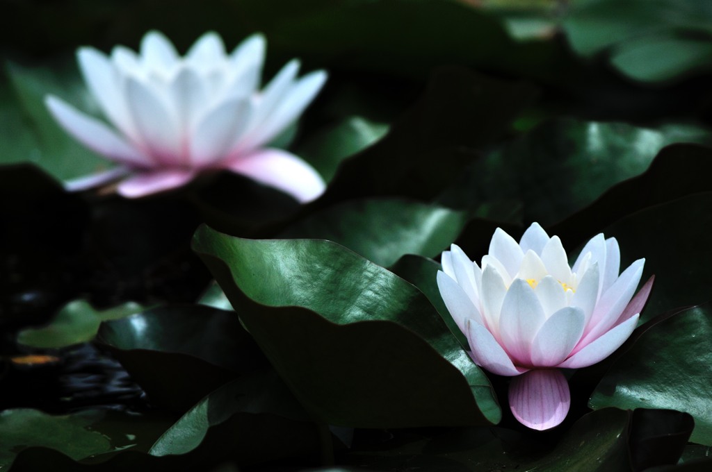 白い花