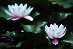 白い花