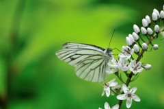 白い花、そして白い蝶
