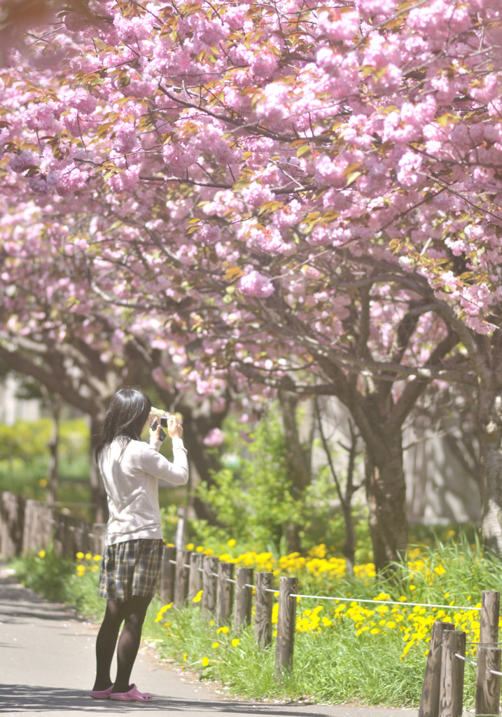 桜乙女