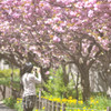 桜乙女