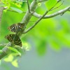 木陰で愛を語る