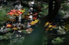 紅葉始まる・・・ひっそりと