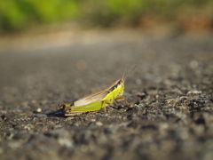 イナゴ