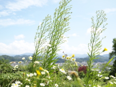 町を望む丘