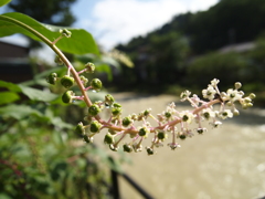 秋の気配