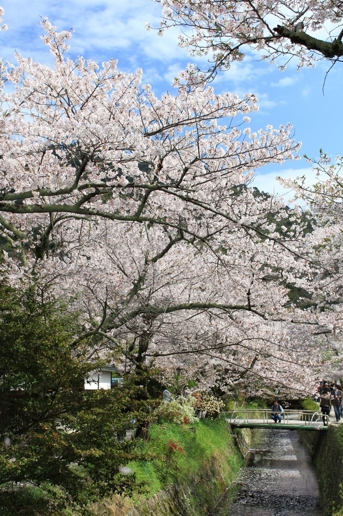 哲学の道にて