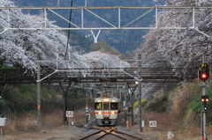 桜のトンネル