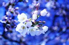 勝沼ぶどう郷駅　甚六桜