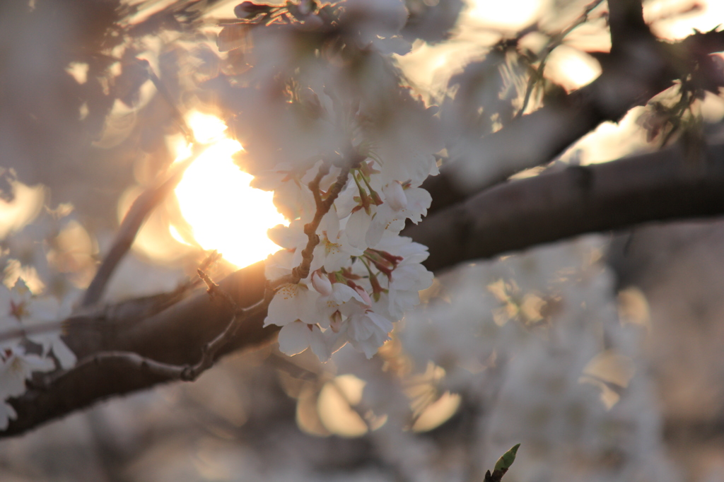 夕日の中に