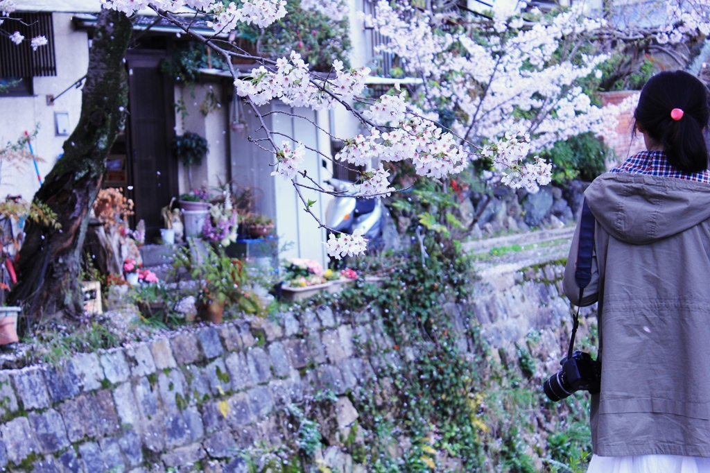 哲学の道にて