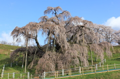 三春滝桜