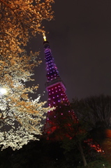 東京タワーと桜