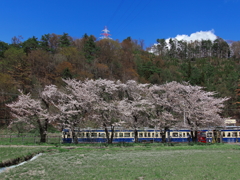 桜と電車