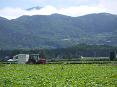 野辺山　レタスの収穫