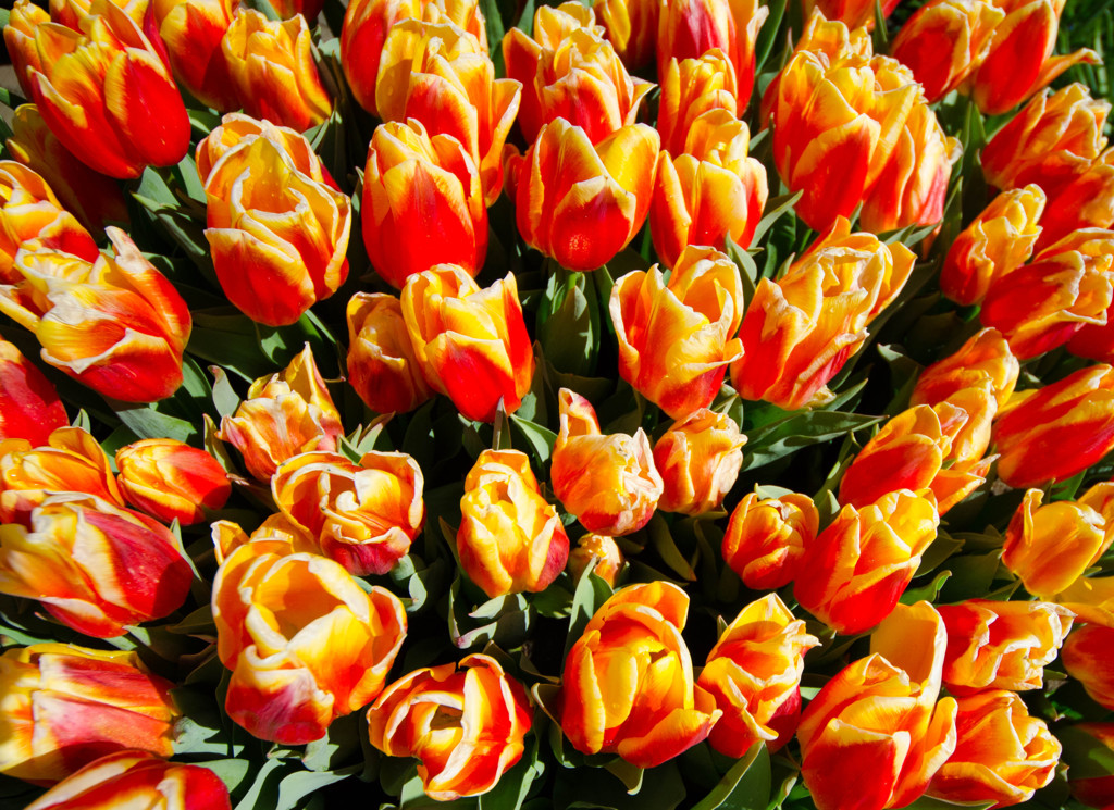 Tulips