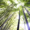 a Life in Kamakura #1