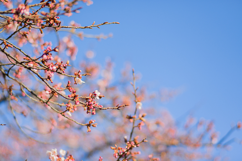 Spring Has Come